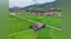 江西芦溪：绿波夏浪映稻田（图）