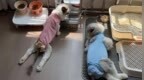 多方回应数千猫咪后肢瘫痪