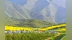 甘肃古浪：油菜花海迎盛花期　清凉避暑引客来