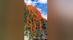 陈光：凌霄礼赞