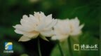 临沂河东：映日荷花别样红