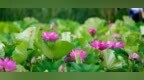 刚好“荷”适！错过再等一年！