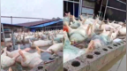 广西一地数千头死猪漂浮水面，当地回应