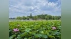 北海荷花进入盛花期，白塔碧叶同框再现“人在画中游”