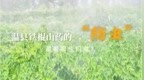 温县铁棍山药的“防虫”藏着哪些门道？