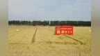 实力出圈！杨凌3个品种入选！