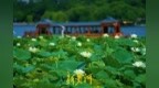 小暑至 荷风盛 大明湖荷花绽放扮靓泉城盛夏