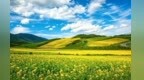 甘肃古浪古丰镇“名芍之约”静候八方客