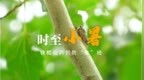 时至小暑，铁棍山药的防“虫”经