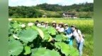抚州南丰：荷花盛开迎客来（图）