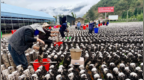 共同富裕乡村行 |“小菌棒”铺就产业致富路——喜德县拉克村木耳种植迎丰收