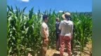 核桃树下种“宝”　甘肃华亭解锁增收新玩法