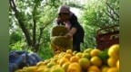 【甘快看】甘肃敦煌：万亩李广杏甜蜜上市