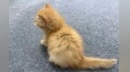 西北首例！克隆猫和克隆犬在杨凌诞生