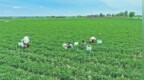 定边7.6万亩辣椒进入集中采收期 预计总产量38万吨产值约9亿元