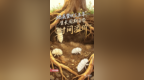 夏夜林间寻宝！知了猴身价走高，变身山东夏日限定“黄金食材”