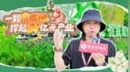 现场连线｜2026 连平鹰嘴蜜桃文化周：万亩桃园绘就乡村振兴画卷