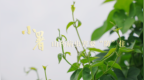 小暑，山药病虫害要“防”住