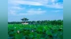 水乡有荷香 风华正当时——2026年白云湖生态文化旅游季盛大开幕