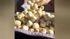莲池生金！广昌水果莲结出“致富果”