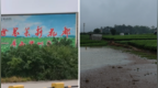 走访茉莉花都横州：大片花田浸泡在浑水中，如同一片水塘