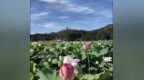从莲田到直播间，广昌水果莲开采嘉年华线上线下“双丰收”
