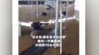 广西洪灾殃及大量动物：一动物园几乎被洪水吞噬