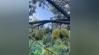 树熟榴莲高端果一果难求！万宁南桥新坡村榴莲产业崛起