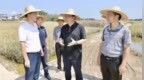 受洪涝灾害影响，广西宾阳一生猪养殖场损失严重，自治区主席实地察看