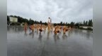 兰州太平鼓亮相甘肃武威　非遗鼓乐响彻河西都会