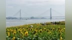 武昌江滩向日葵“凌波”绽放 赏景勿忘离水远些