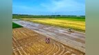 赣江新区：抢抓农时夏耕忙