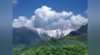太白山发现罕见水青树古树群 系秦岭珍稀孑遗植物活化石