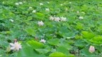 菏泽曹县：盛夏荷风送香 湿地风光正好