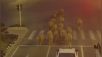 南京牛群窜上马路致人受伤