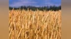 陕西省首笔粮食仓储类平急两用公共基础设施项目贷款落地