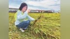 台风致早稻倒伏受损 农技保险双线驰援