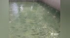 19年守一尾鱼！蓝点马鲛“重回”大海
