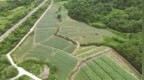 铅山县：秋葵喜获丰收（图）