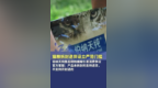 消费者投诉：伯纳天纯品牌猫粮售后玩“变脸”