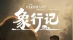IMAX首部聚焦中国野生亚洲象群原创纪录电影《象行记》定档10月23日 启幕象群迁徙之旅