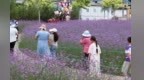 胭脂湖马鞭草进入盛花期　紫色花海引客打卡