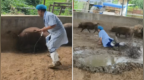 石家庄一兽医给中暑猪打针，满猪圈跑还栽粪坑引全网围观