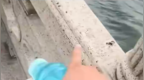 苏州阳澄湖上一桥面护栏晃动，游客称“险些坠湖”
