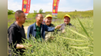 西农大团队选育！我国寒旱区迎来油菜良种“甘杂8号”