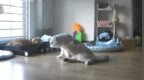 猫咪集体瘫痪，谁之过？