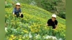 甘肃康县：中药材种植助农增收