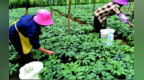 药企背书赋能健康产品消费信任升级——昆药冻干三七案例解析