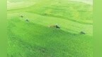 从一粒草籽到超10亿元产值　甘肃岷县这株草强势崛起