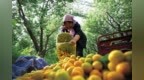 敦煌李广杏抢鲜上市